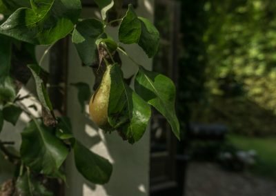 Gruszki w ogrodzie Birchy Hills