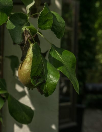 Gruszki w ogrodzie Birchy Hills