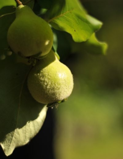 Pigwy w ogrodzie Birchy Hills