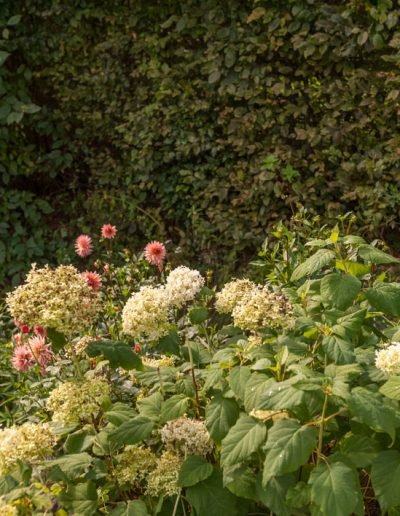 Kwiaty w ogrodzie Birchy Hills