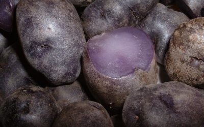 Lawendowe ziemniaki, czyli cuda na kaszubskiej grządce