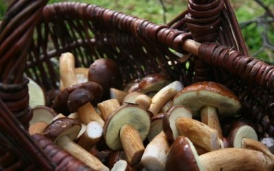 A można i… na grzyby, czyli grzybobranie na Kaszubach